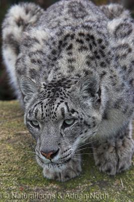 Snow Leopard Ready to Pounce