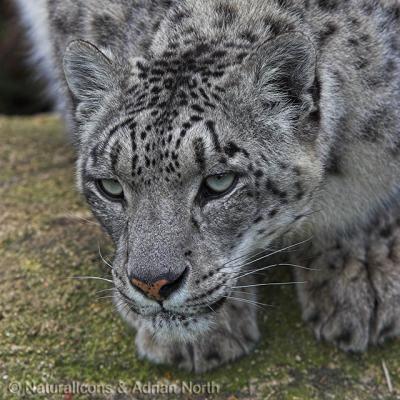 Snow Leopard Detail