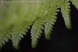 Fern Leaf Detail