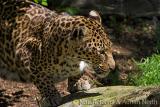 Santago Rare Leopard Project