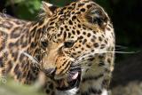 African leopard Watching