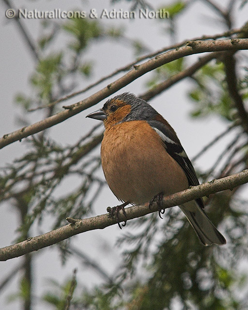 Chaffinch