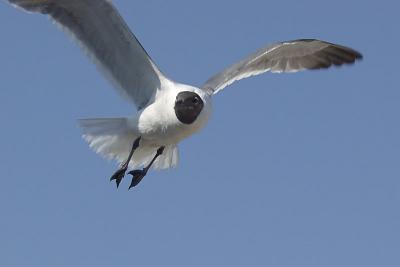 beachbirds2003