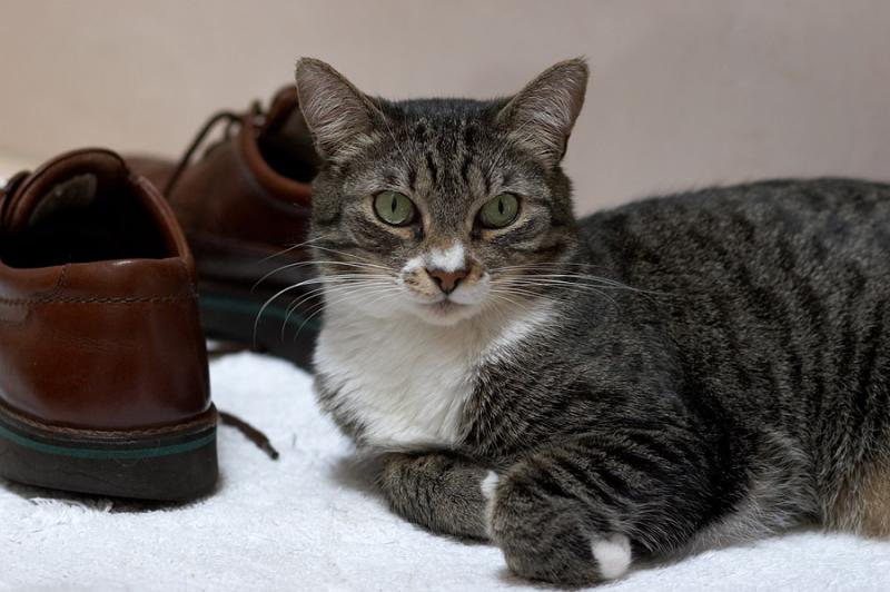 Louie and Shoes