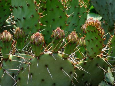 Cactus