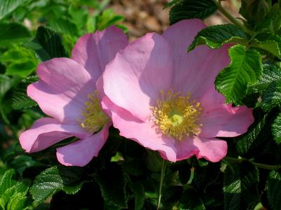 Pink Poppies