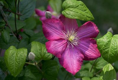 Magenta Clematis