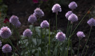 Chives