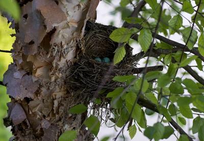 Robins Nest