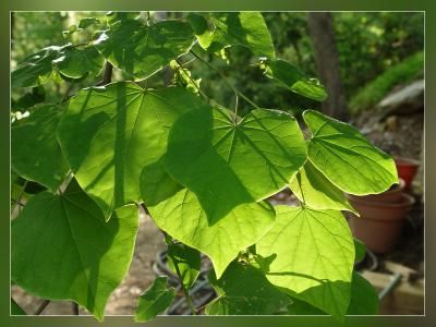 Redbud Leaves