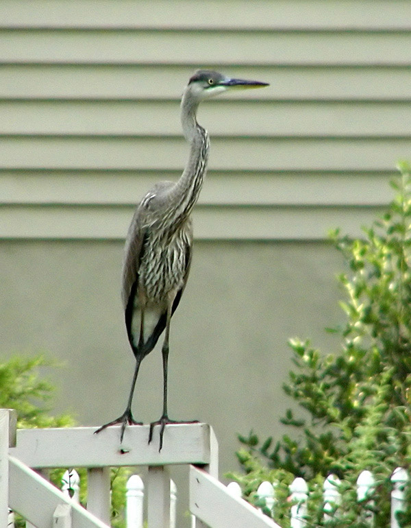 Heron before