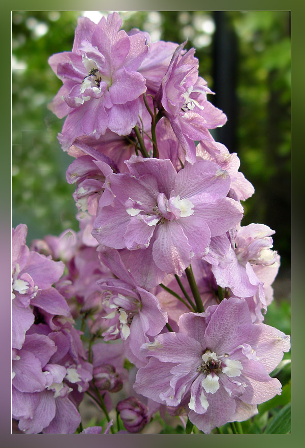 Delphiniums