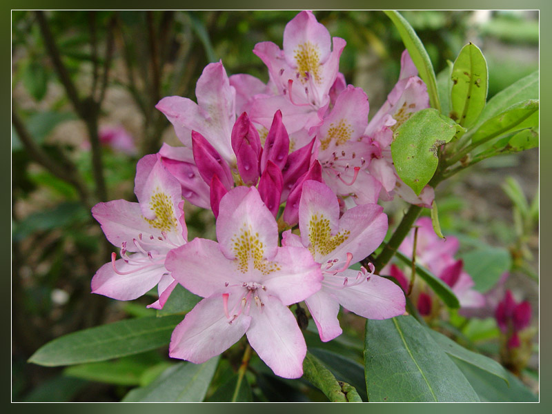 Rhododendron