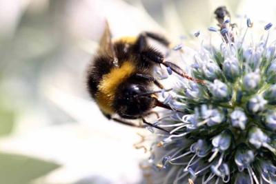 btu220704d eryngium bee 3.jpg