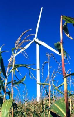 cornstalk2.jpg