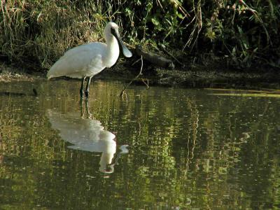 Spoonbill3 copy.jpg