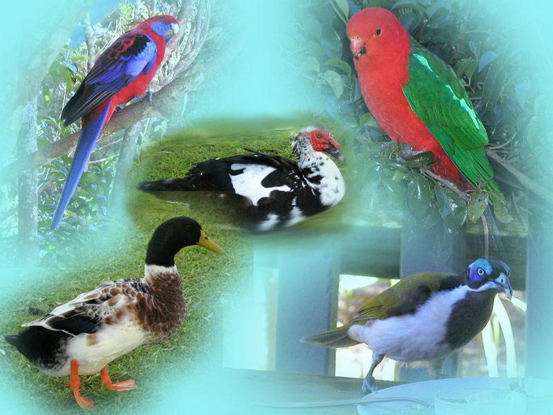 Birds2.jpg