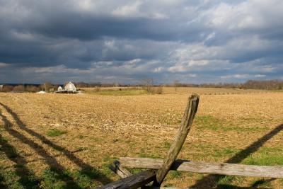 The Cornfield at Antietam