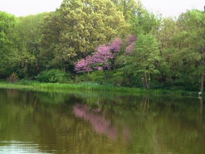 Turtle Pond in Central Park