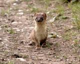 Stoat-1.jpg