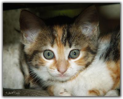 farm-kitty.jpg