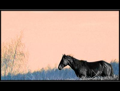 Payne's Prairie Cracker Horse