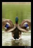ducky dance