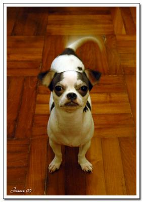 dog016.jpg