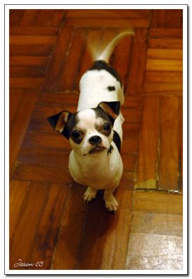 dog017.jpg