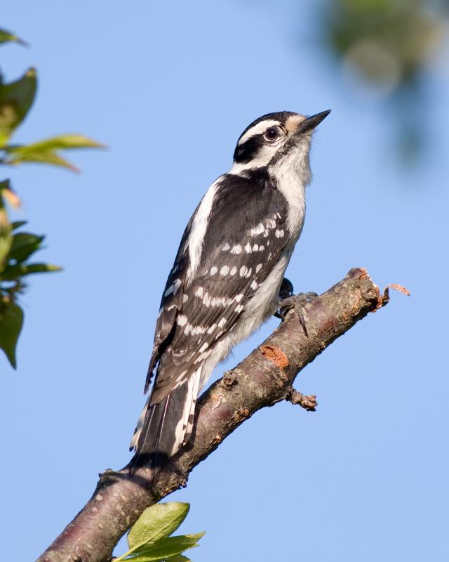 Downy Woodpecker