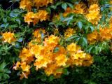 orange azalea.jpg