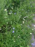 Wild flowers along the canal
