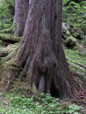 Tree Trunk