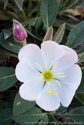 Dwarf Evening Primrose
