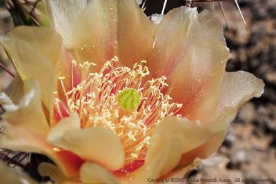 Pricklypear