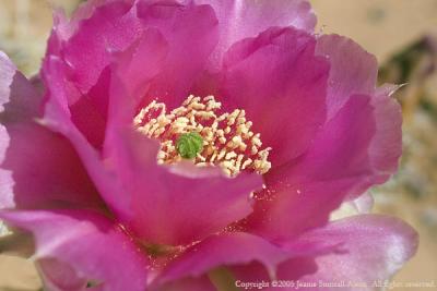 Pricklypear