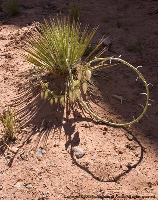 Yucca