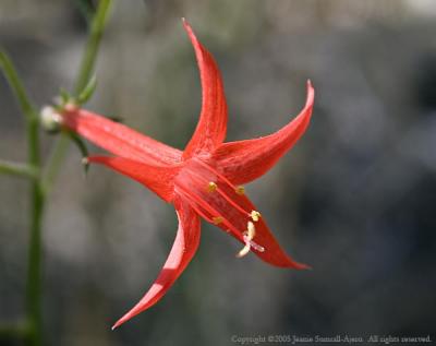 Scarlet Gilia