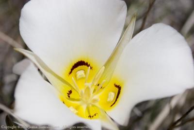 Sego Lily