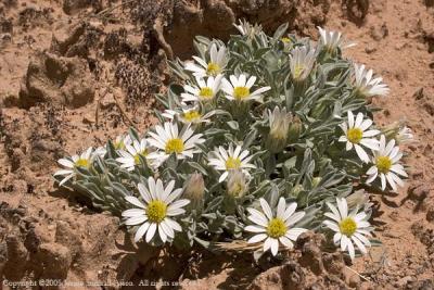 Silvery Townsendia