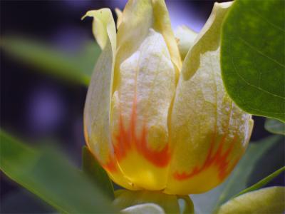 Tulip tree blossom