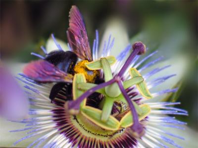 Bee and Passion Flower