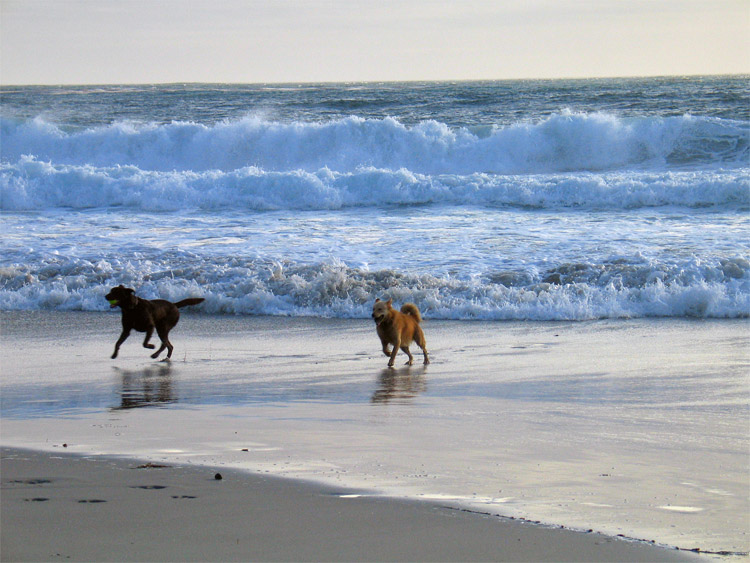 Dogs on the beach