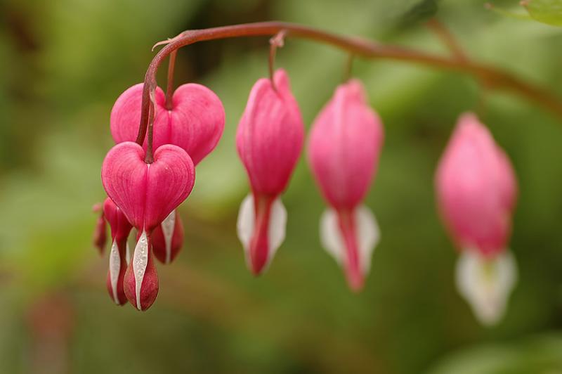 Bleeding Heart 2.jpg