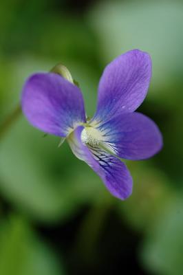Wild violet 1s.jpg