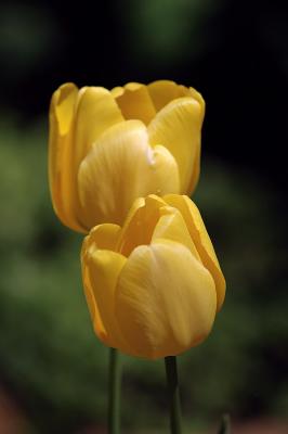 two yellow tulips.jpg