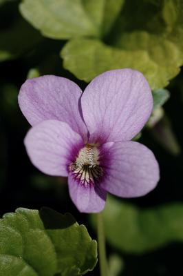 wild violet light 1s.jpg