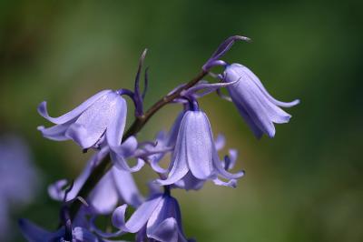 Blue Bells 1s.jpg