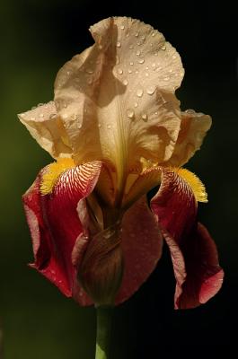 Yellow Iris s.jpg