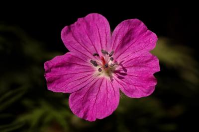 hardy geranium 1s.jpg